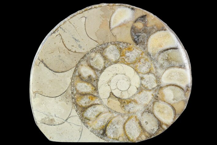 Polished Ammonite (Hildoceras) Fossil - England #103985